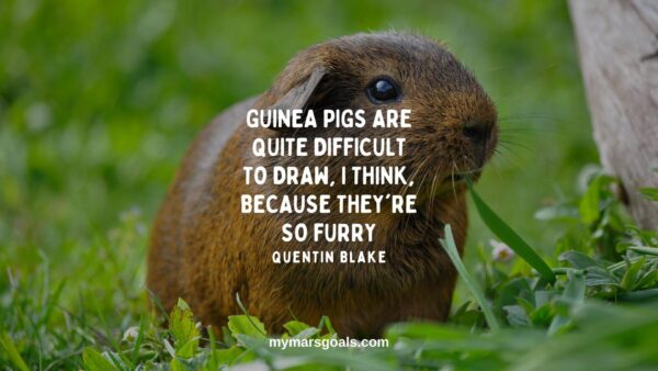 Guinea pigs are quite difficult to draw, I think, because they're so furry